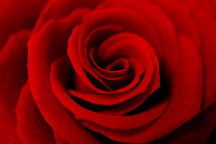 red-rose-closeup-760x506